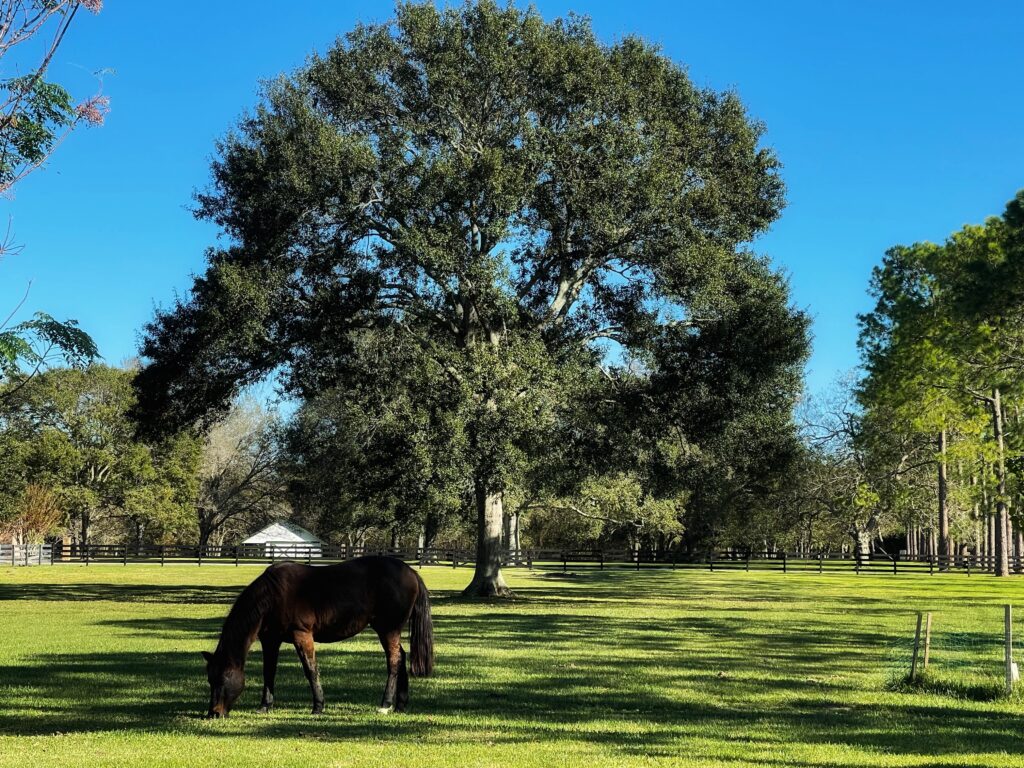 A horse grazing in a quiet pasture at a luxury retreat, reflecting the slower pace of luxury travel